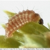 neolycaena rhymnus larva1a